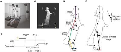 A Model of Predictive Postural Control Against Floor Tilting in Rats